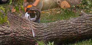 Professional Tree Removal Services in Louisiana, MO