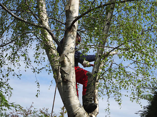 How Our Tree Care Process Works  in  Louisiana, MO